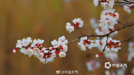 杏花微雨时 春意入画来