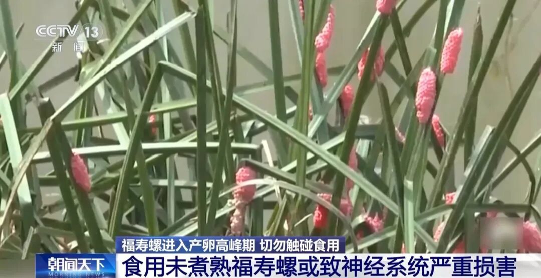 别碰！别吃！江苏已出现