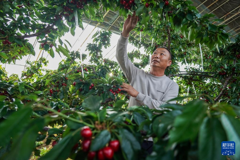 山东沂源:大棚樱桃采摘忙 山东沂源:大棚樱桃采摘忙