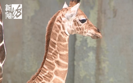 上海新晋网红宝宝,身高1米93!竟然还没名字?赶紧,全网征名 上海新晋网红宝宝,身高1米93!竟然还没名字?赶紧,全网征名