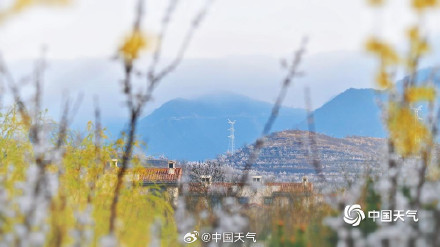 杏花微雨时 春意入画来