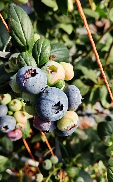 “价格大跳水”！你爱吃的这种水果连续冲上热搜，网友直呼过瘾→