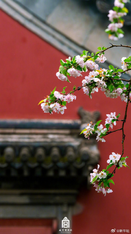 雨后故宫海棠醉了春光