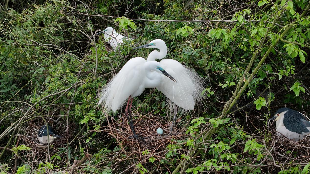 鹭鸟迎“破壳季” 湖南衡山萱洲湿地连续两年成天然“育儿场” 鹭鸟迎“破壳季” 湖南衡山萱洲湿地连续两年成天然“育儿场”