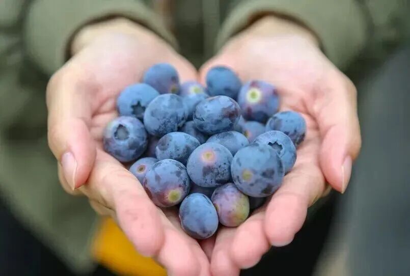 “价格大跳水”！你爱吃的这种水果连续冲上热搜，网友直呼过瘾→