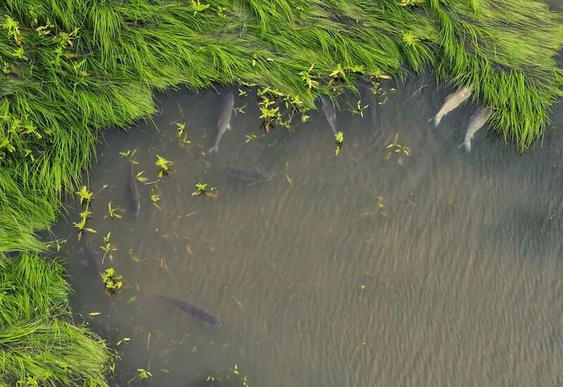 水丰草茂鱼成群 鄱阳湖进入鱼类繁殖高峰期