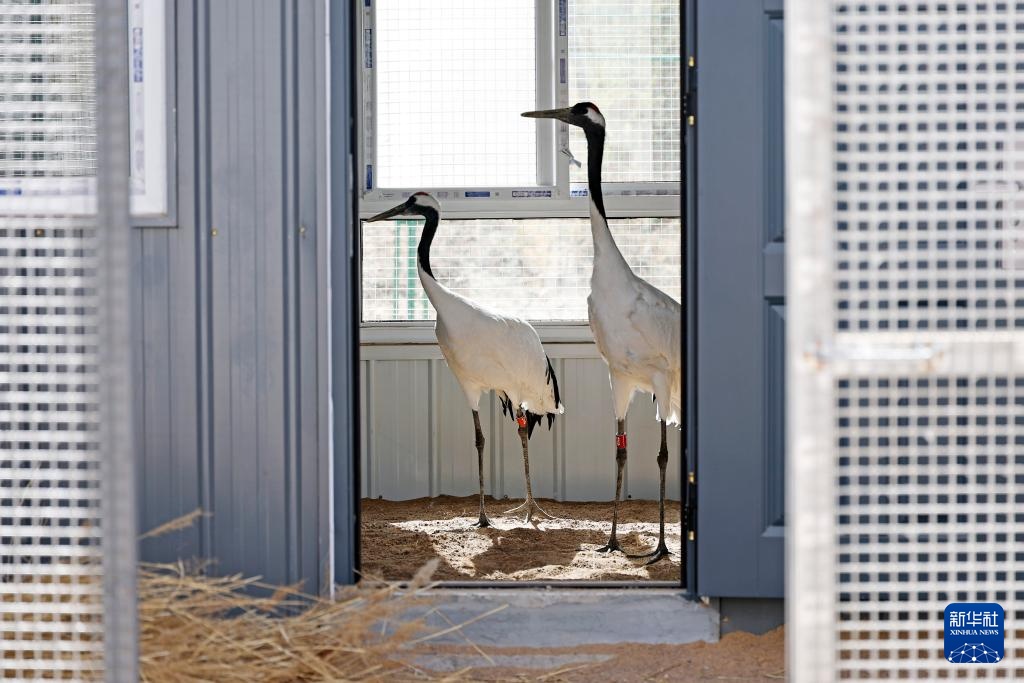 宁夏青铜峡：湿地自然保护区引进丹顶鹤
