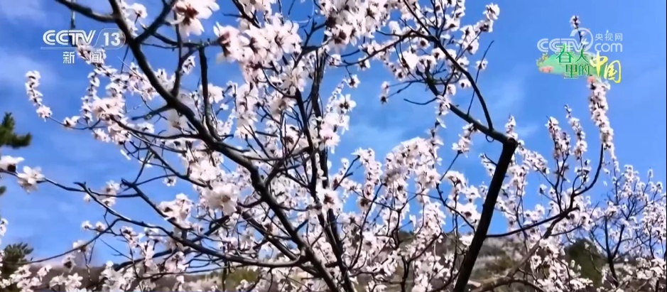 以花为媒解锁春日文旅多重体验 农文旅融合焕发乡村振兴蓬勃生机 以花为媒解锁春日文旅多重体验 农文旅融合焕发乡村振兴蓬勃生机