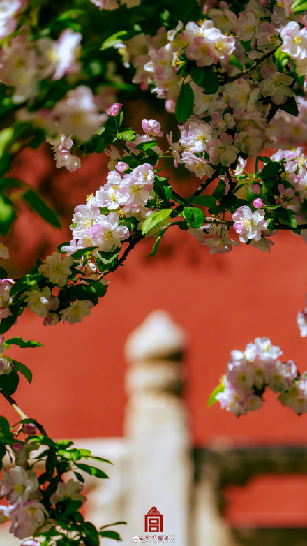 故宫海棠春日大片上新了
