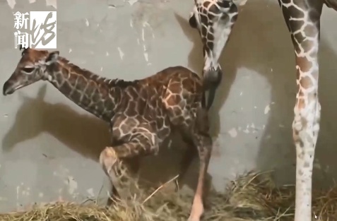 上海新晋网红宝宝,身高1米93!竟然还没名字?赶紧,全网征名 上海新晋网红宝宝,身高1米93!竟然还没名字?赶紧,全网征名