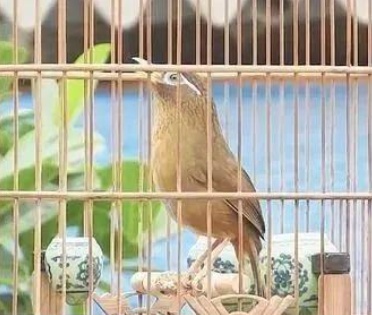 男子因饲养这种鸟被抓!海宁警方提醒:爱鸟要注意方法 男子因饲养这种鸟被抓!海宁警方提醒:爱鸟要注意方法