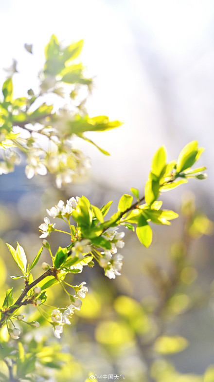 北京李花满树花开如雪