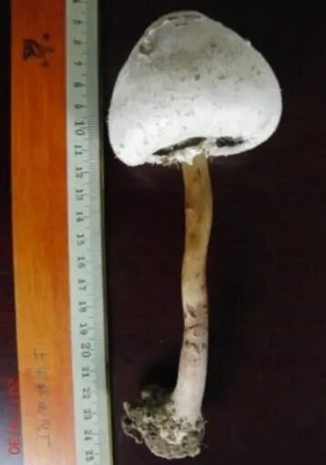 中到大雨午后来袭!上海街头雨后这现象被很多人拍下,每年都有意外发生!务必当心 中到大雨午后来袭!上海街头雨后这现象被很多人拍下,每年都有意外发生!务必当心