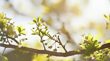 北京李花满树花开如雪
