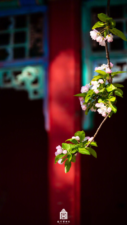 故宫一树海棠一墙光影好出片