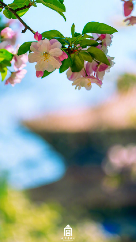 故宫一树海棠一墙光影好出片