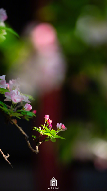 故宫一树海棠一墙光影好出片