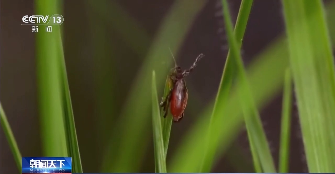 天气转暖蚊虫蜱虫活跃 专家提醒户外活动需做好防范