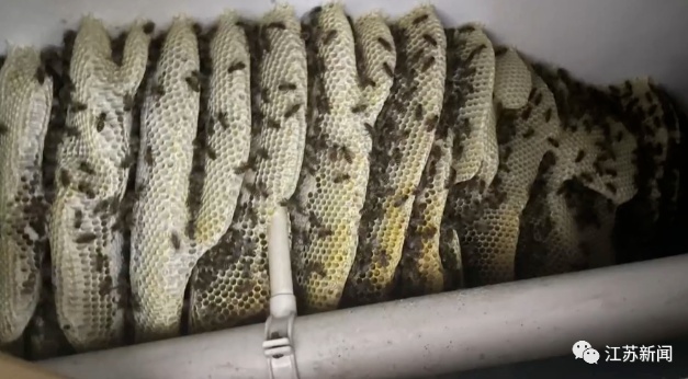 浙江一男子忘关车窗十来分钟,回来惊呆:蜜蜂已在车内建起“蜂巢” 浙江一男子忘关车窗十来分钟,回来惊呆:蜜蜂已在车内建起“蜂巢”