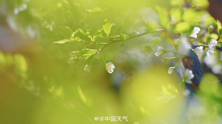 北京李花满树花开如雪