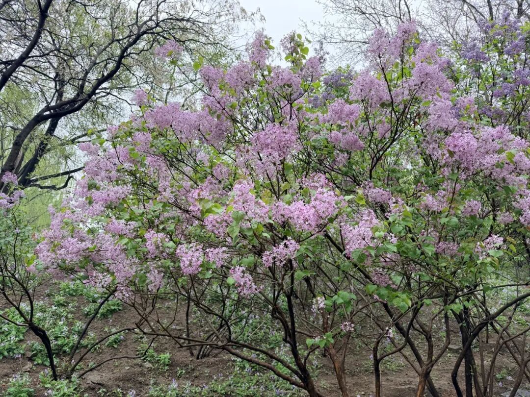 寻花神、赏花韵！圆明园踏青节开幕，推荐路线——