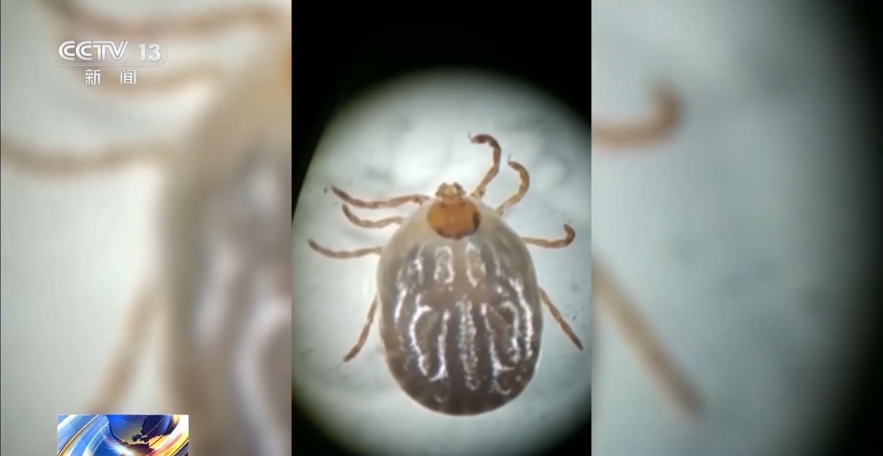 天气转暖蚊虫蜱虫活跃 专家提醒户外活动需做好防范