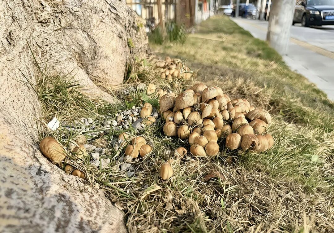 中到大雨午后来袭!上海街头雨后这现象被很多人拍下,每年都有意外发生!务必当心 中到大雨午后来袭!上海街头雨后这现象被很多人拍下,每年都有意外发生!务必当心