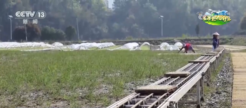 数智农具不断“上新”、网络成为“新农资” 智慧农业为乡村插上“科技翅膀”