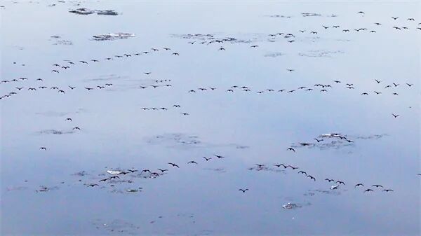 清晨松花江涌“鸟浪”千羽，一江春水律动冰城春日