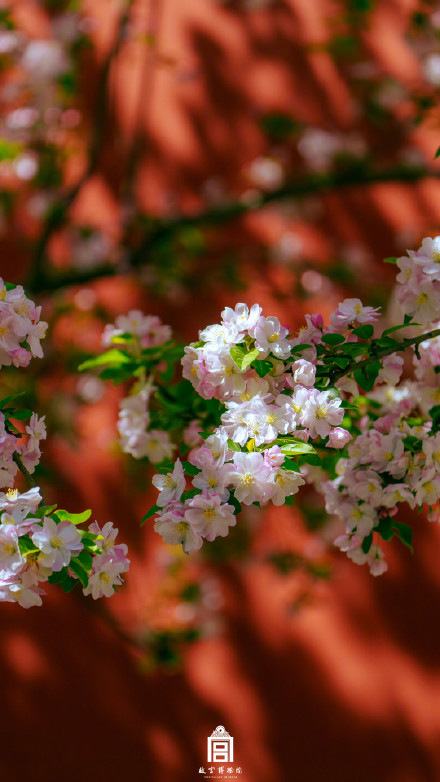 故宫一树海棠一墙光影好出片