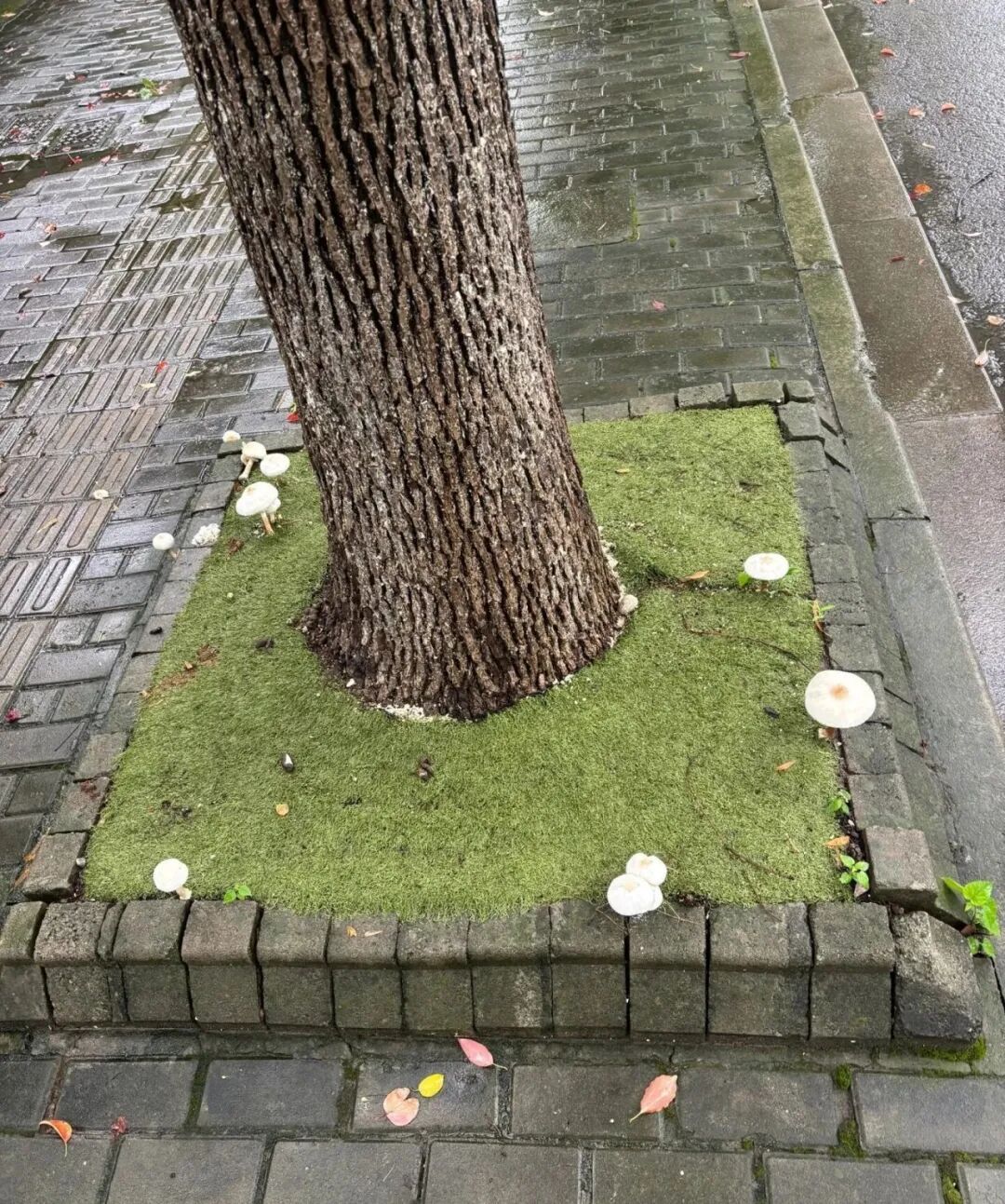 中到大雨午后来袭!上海街头雨后这现象被很多人拍下,每年都有意外发生!务必当心 中到大雨午后来袭!上海街头雨后这现象被很多人拍下,每年都有意外发生!务必当心