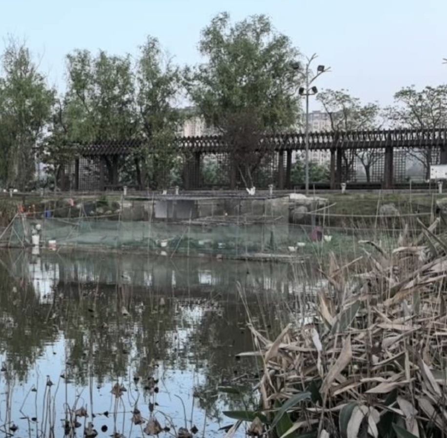 市民投诉“违规养鸭”，当地回应：负责治理福寿螺的