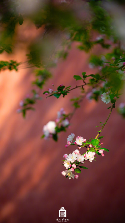 故宫一树海棠一墙光影好出片