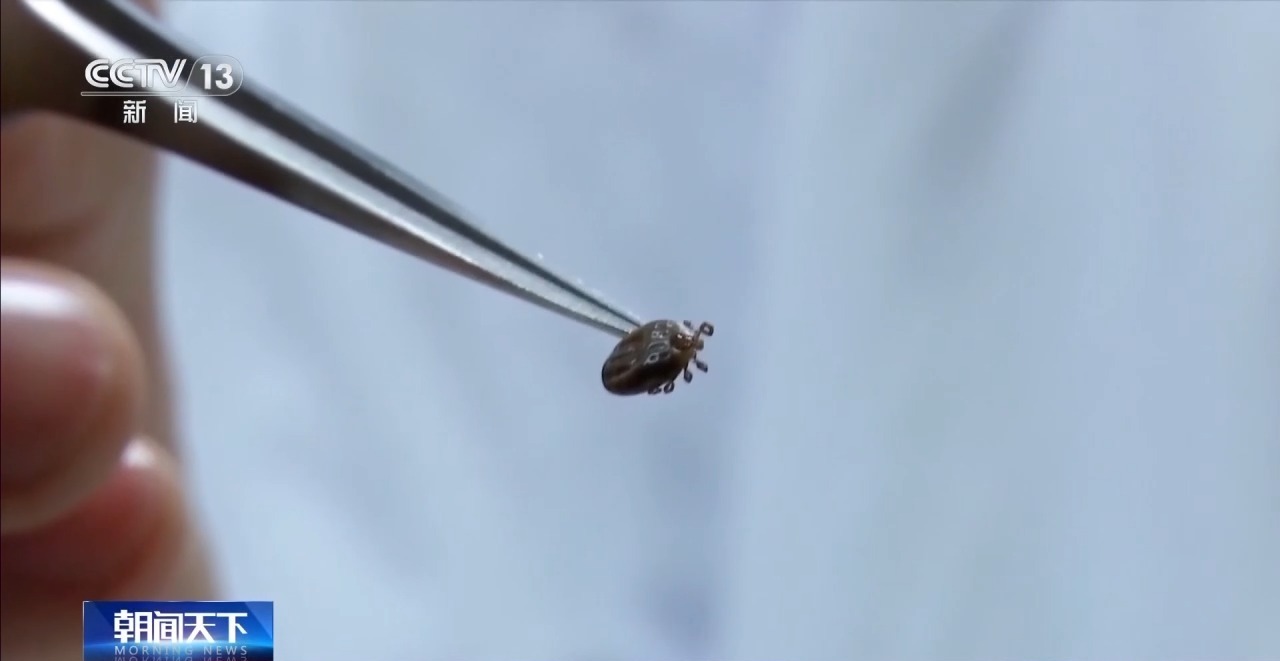 天气转暖蚊虫蜱虫活跃 专家提醒户外活动需做好防范