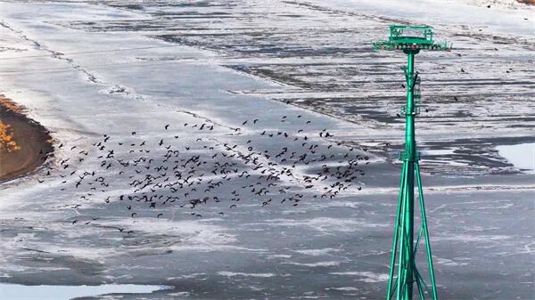 清晨松花江涌“鸟浪”千羽，一江春水律动冰城春日