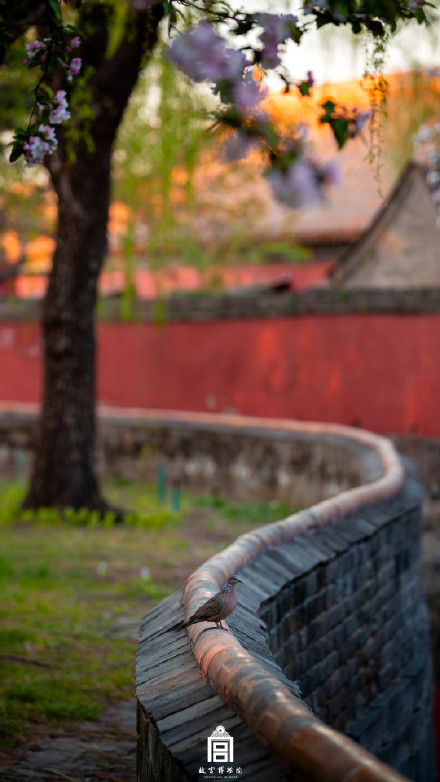 故宫一树海棠一墙光影好出片