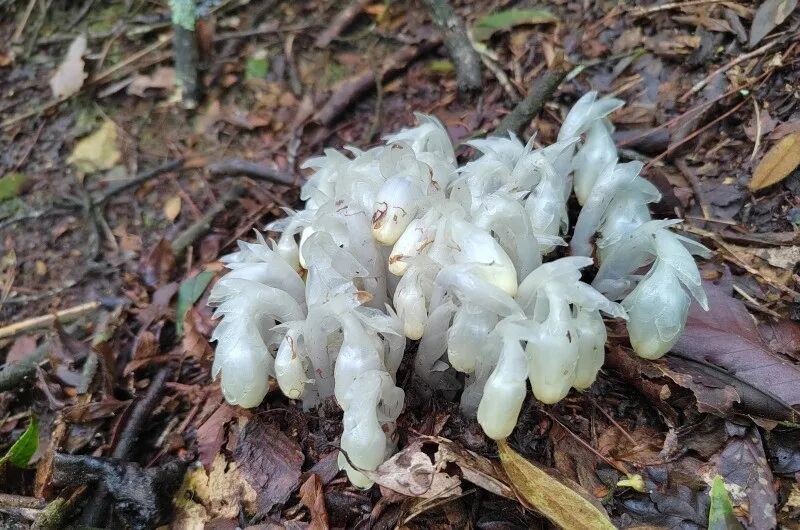 湖南一山上发现400多株“冥界之花”水晶兰，是武侠小说常被称可“起死回生”的仙草