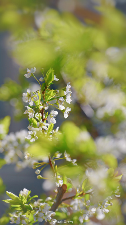 北京李花满树花开如雪