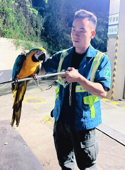 环卫工捡到金刚鹦鹉拒绝路人收购 环卫工捡到金刚鹦鹉拒绝路人收购