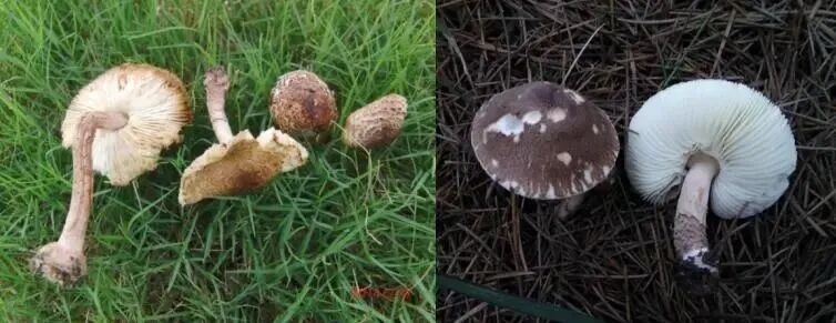 中到大雨午后来袭!上海街头雨后这现象被很多人拍下,每年都有意外发生!务必当心 中到大雨午后来袭!上海街头雨后这现象被很多人拍下,每年都有意外发生!务必当心