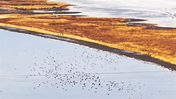 清晨松花江涌“鸟浪”千羽，一江春水律动冰城春日