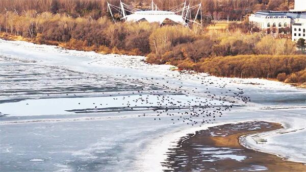 清晨松花江涌“鸟浪”千羽，一江春水律动冰城春日