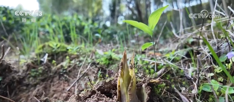 各地限定春鲜解锁“舌尖密码” “特色美食+文旅”延伸消费链条 各地限定春鲜解锁“舌尖密码” “特色美食+文旅”延伸消费链条