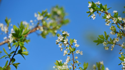 北京李花满树花开如雪