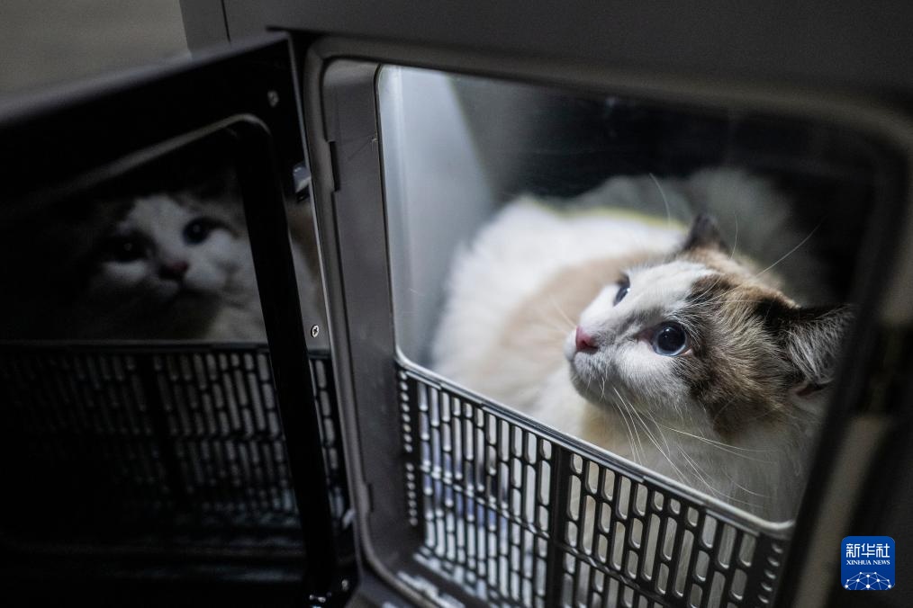 “爱宠行”服务护航萌宠旅途 “爱宠行”服务护航萌宠旅途