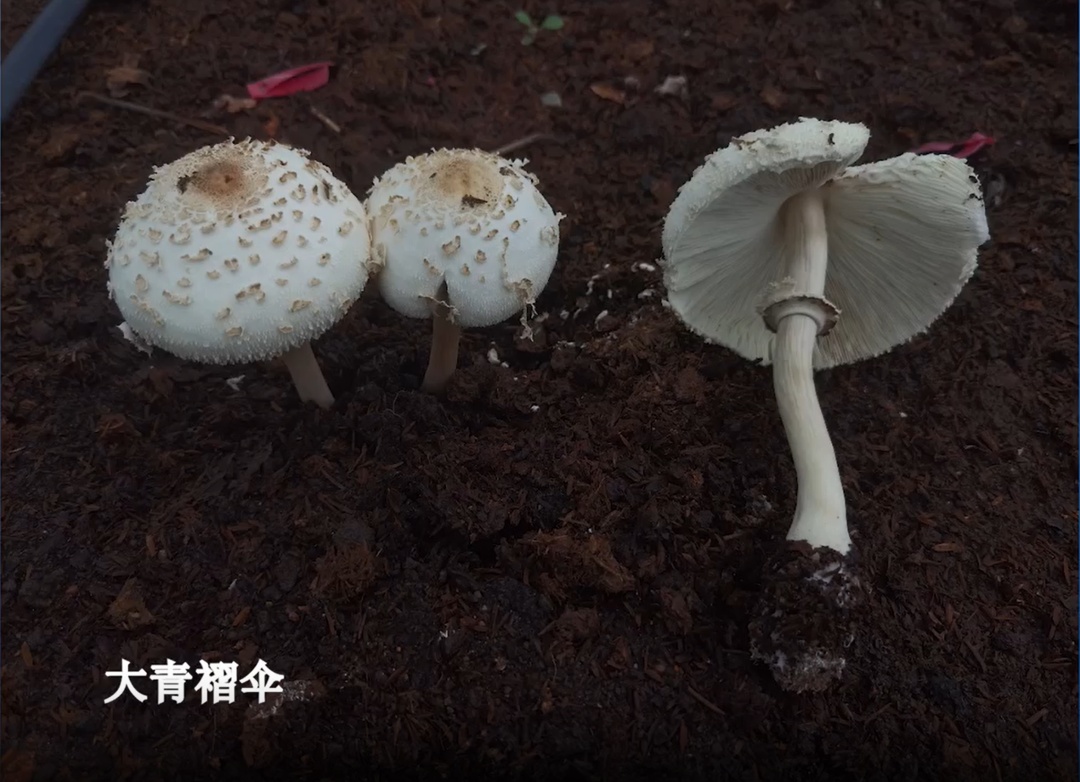 中到大雨午后来袭!上海街头雨后这现象被很多人拍下,每年都有意外发生!务必当心 中到大雨午后来袭!上海街头雨后这现象被很多人拍下,每年都有意外发生!务必当心