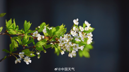 北京李花满树花开如雪