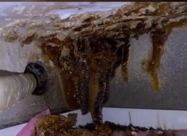 浙江一男子忘关车窗十来分钟,回来惊呆:蜜蜂已在车内建起“蜂巢” 浙江一男子忘关车窗十来分钟,回来惊呆:蜜蜂已在车内建起“蜂巢”