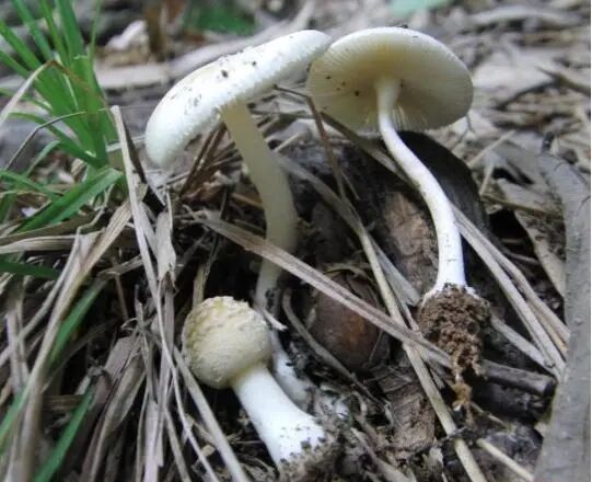 中到大雨午后来袭!上海街头雨后这现象被很多人拍下,每年都有意外发生!务必当心 中到大雨午后来袭!上海街头雨后这现象被很多人拍下,每年都有意外发生!务必当心