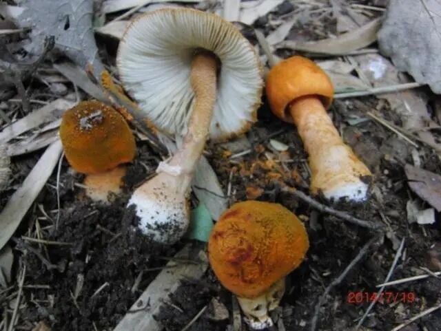 中到大雨午后来袭!上海街头雨后这现象被很多人拍下,每年都有意外发生!务必当心 中到大雨午后来袭!上海街头雨后这现象被很多人拍下,每年都有意外发生!务必当心